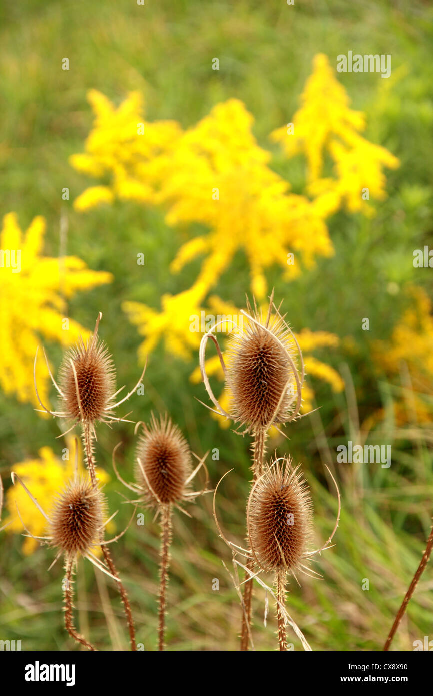 Alcuni comuni teasel e oro. Foto Stock
