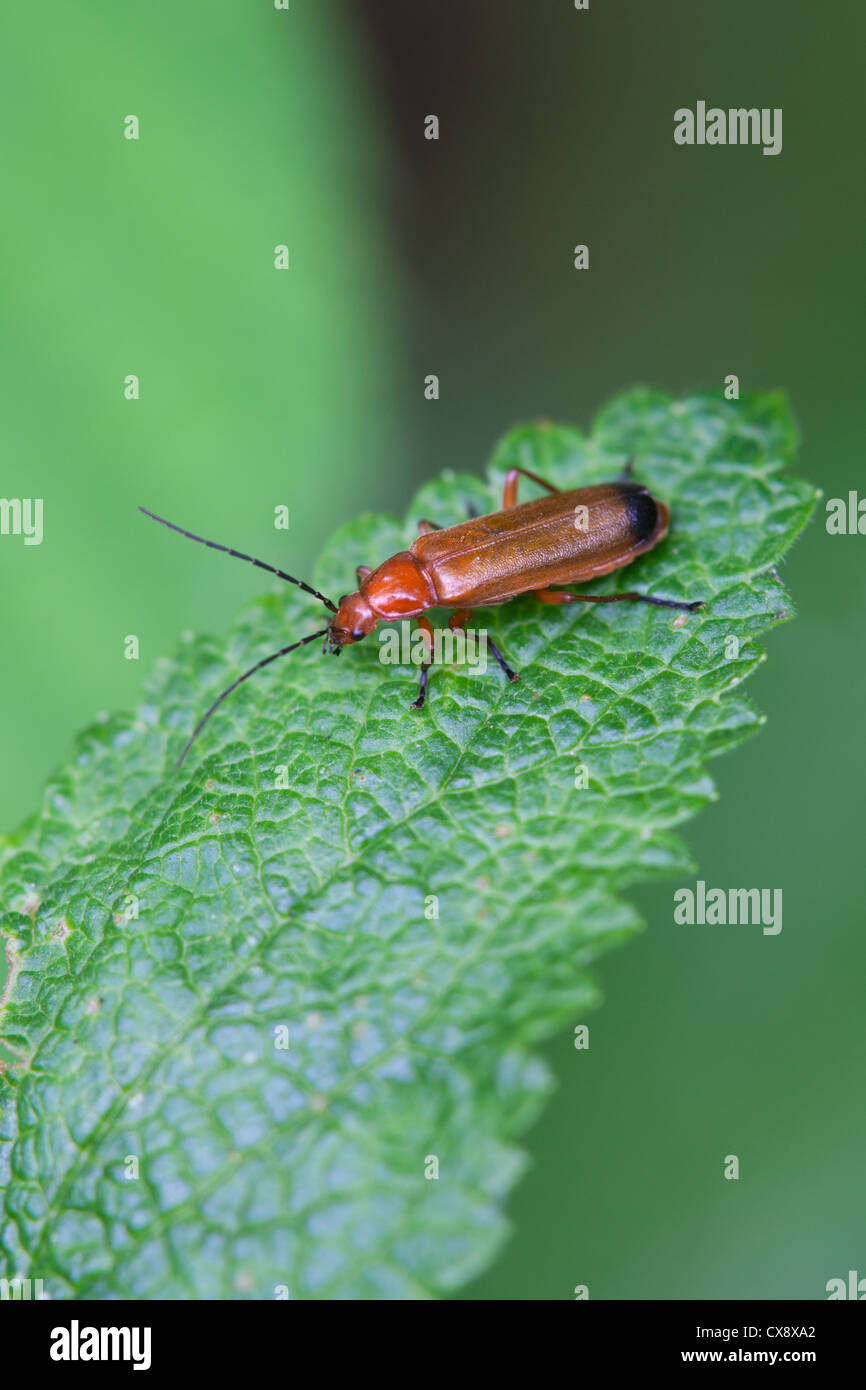 Soldato Beetle Rhagonycha fulva coleottero adulto a riposo su una foglia Foto Stock