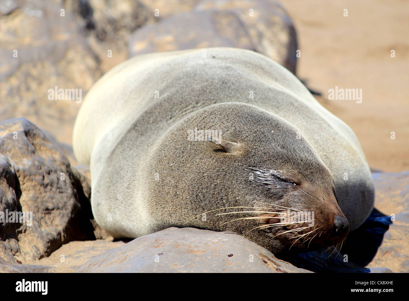 La guarnizione a Cape Cross Riserva, Oceano Atlantico costa in Namibia. Foto Stock
