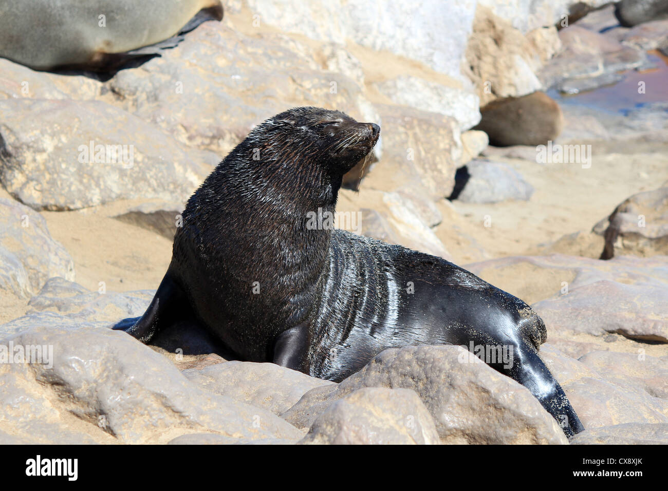 Colonia di guarnizioni di tenuta a Cape Cross Riserva, Oceano Atlantico costa in Namibia. Foto Stock