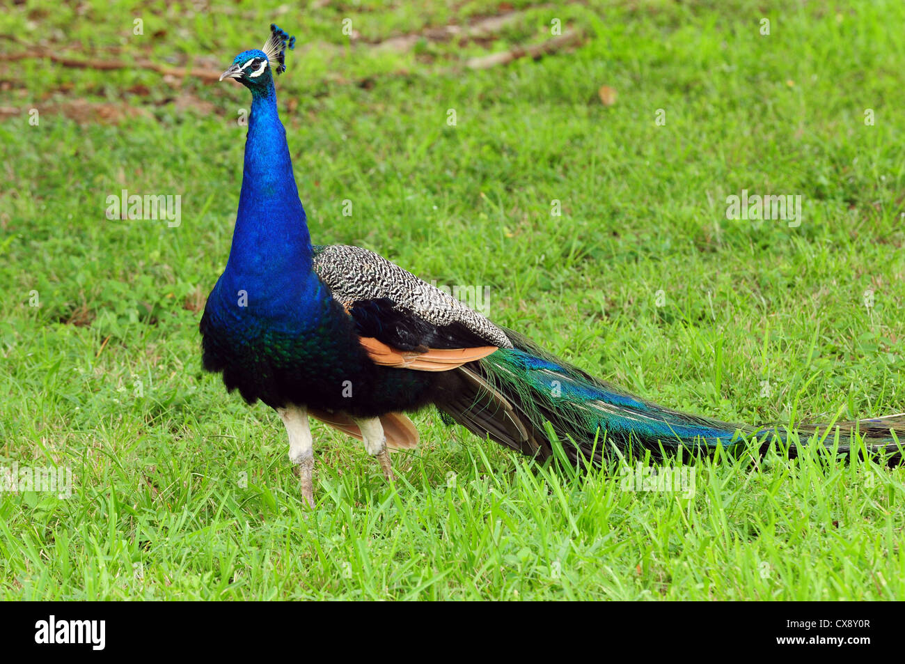 Grazioso uccello Pavone all'aperto in habitat naturali Foto Stock