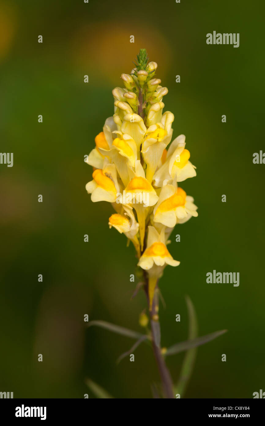 Common Toadflax Linaria vulgaris close-up di fiori Foto Stock