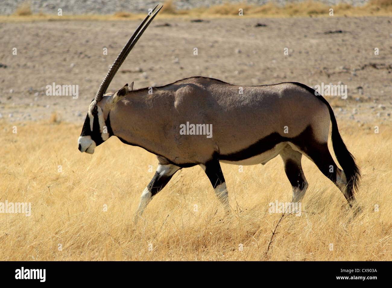 Antilope gemsbok, il Parco Nazionale di Etosha, Namibia, Sud Africa Foto Stock