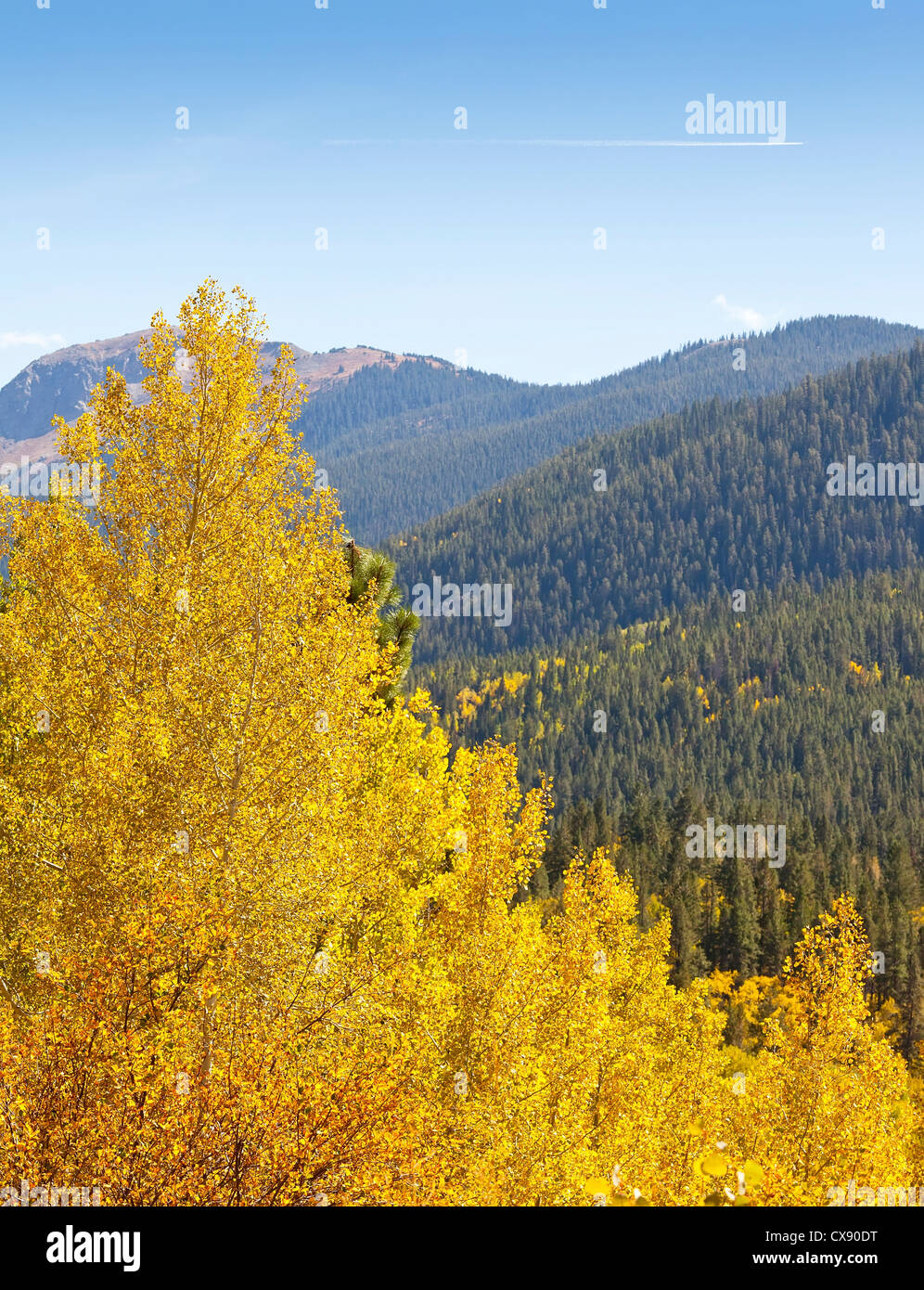 Vista di abeti rossi sulla cima della montagna e golden aspen alberi in primo piano. Foto Stock