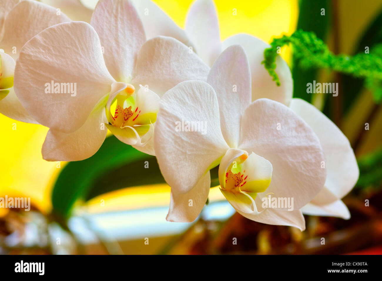 Close up di un fiore di orchidea Foto Stock