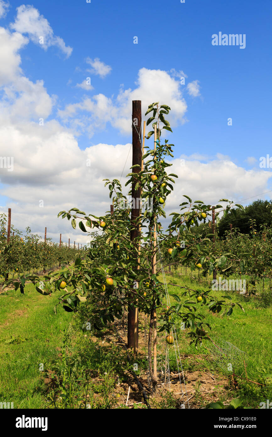 Apple orchard con mele mature sulle righe della pergola degli alberi giovani in tarda estate in Kent, Inghilterra, Regno Unito, Gran Bretagna Foto Stock