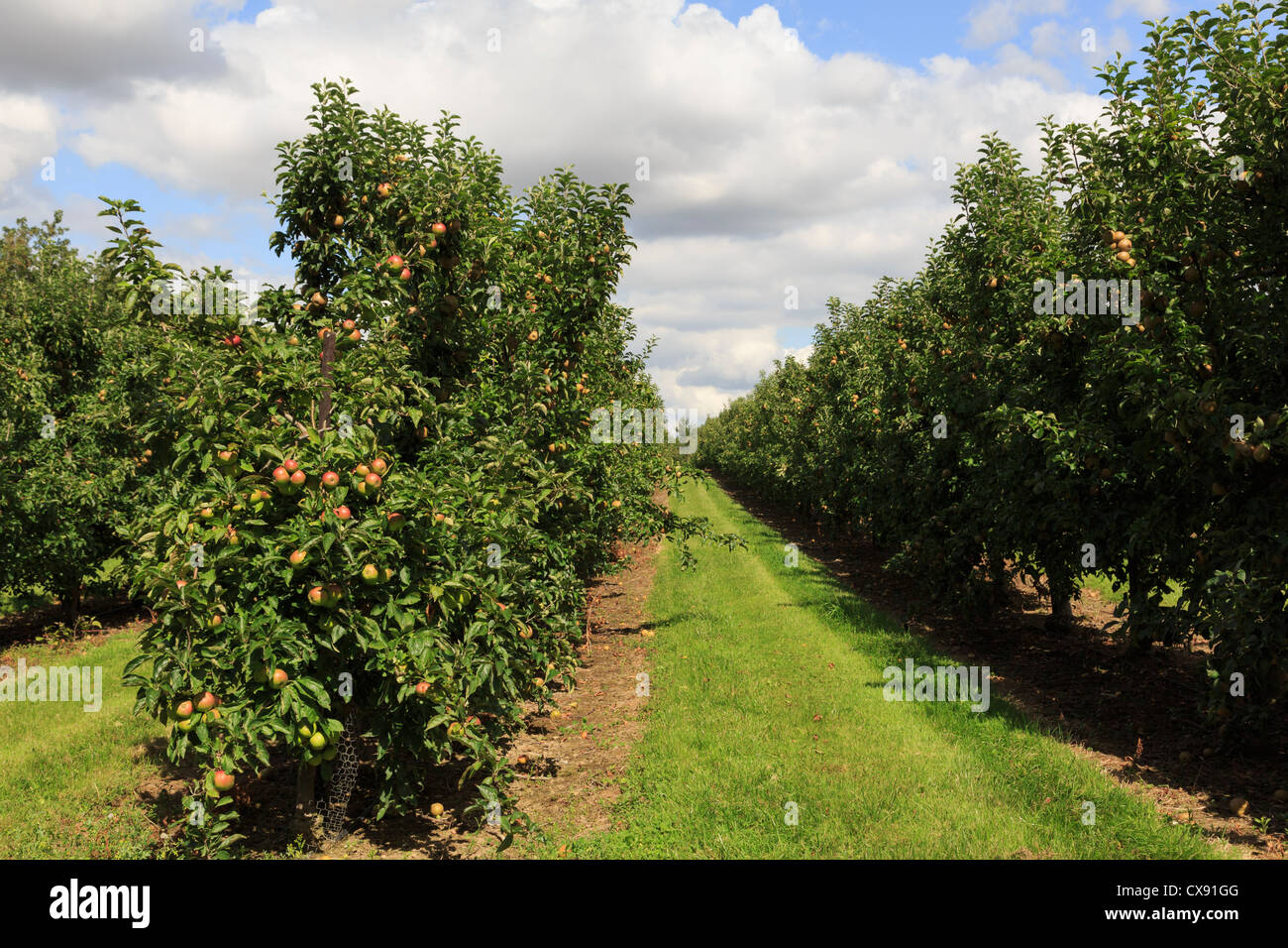 Meleto laden con mele mature sulle righe della pergola alberi di fine estate in Kent, Inghilterra, Regno Unito, Gran Bretagna Foto Stock