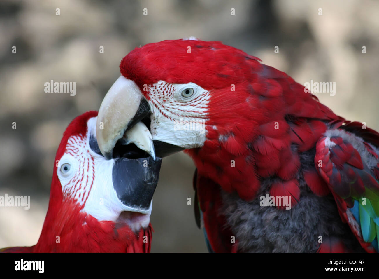 Il rosso e il verde macaw (Ara chloroptera) Foto Stock