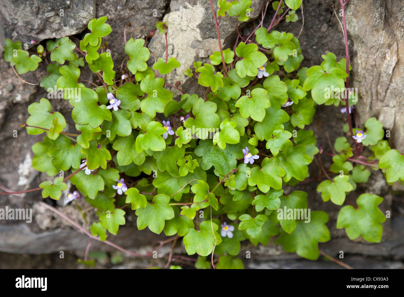 Edera-lasciava Toadflax, madre di migliaia, Kenilworth Ivy, Centella. Cymbalaria muralis, che cresce su un muro di pietra, il Galles. Regno Unito Foto Stock