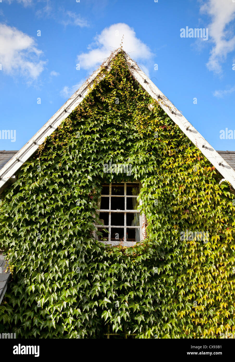 Coperto di edera finestra di casa, telaio bianco, sole estivo Foto Stock
