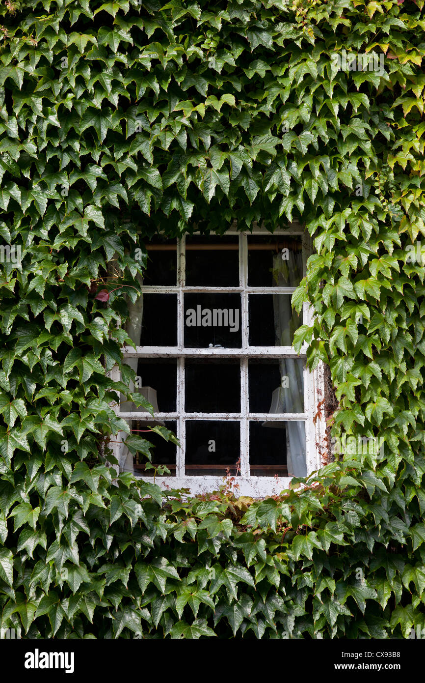 Coperto di edera finestra di casa, telaio bianco, sole estivo Foto Stock