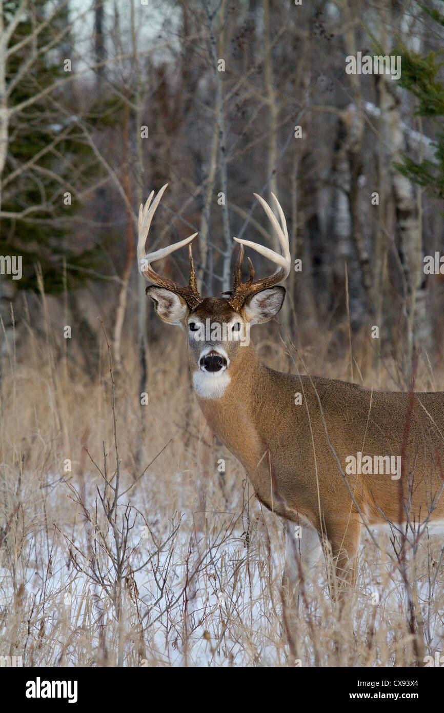 10-punto bianco-tailed buck in inverno Foto Stock