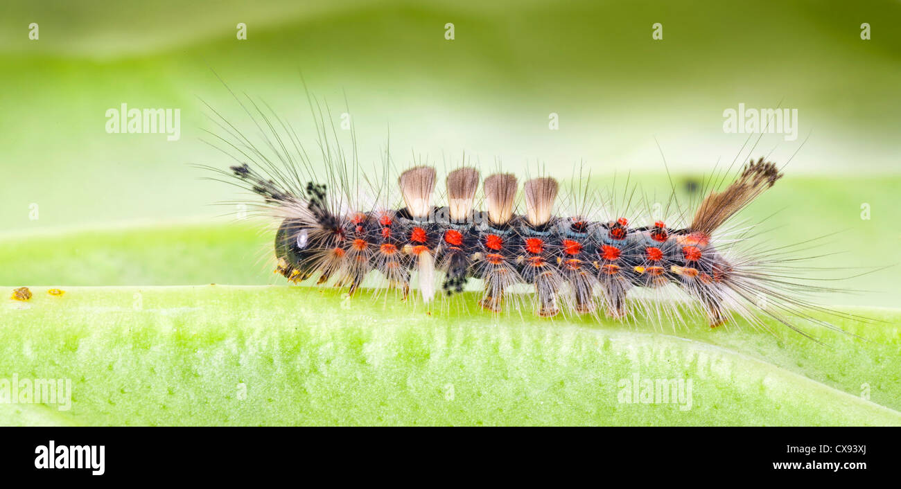 Rusty Tussock Moth, Vaporer moth caterpillar, Orgyia antiqua Foto Stock