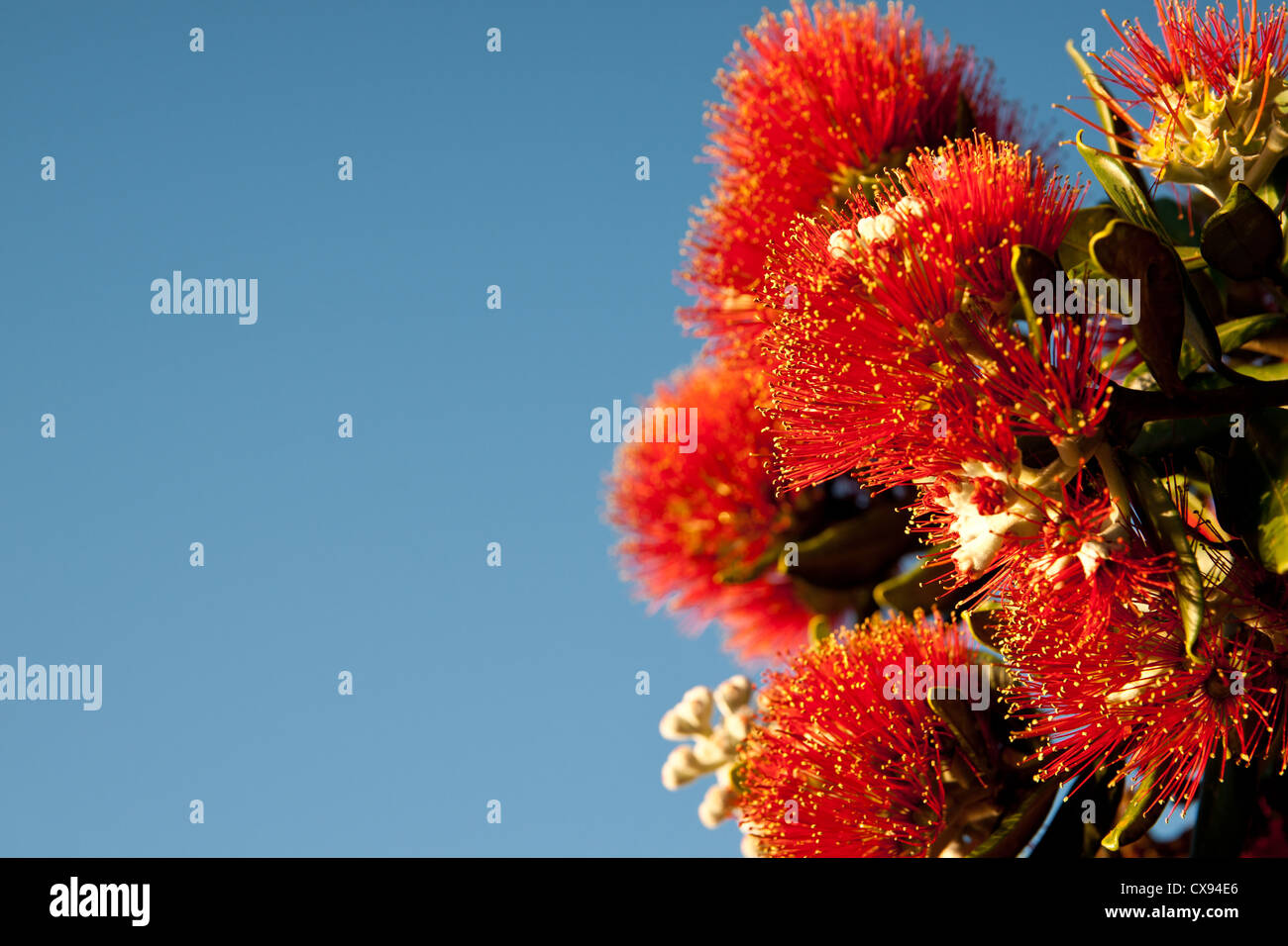 Rosso brillante fiori di Nuova Zelanda Pohutukawa tree. Foto Stock