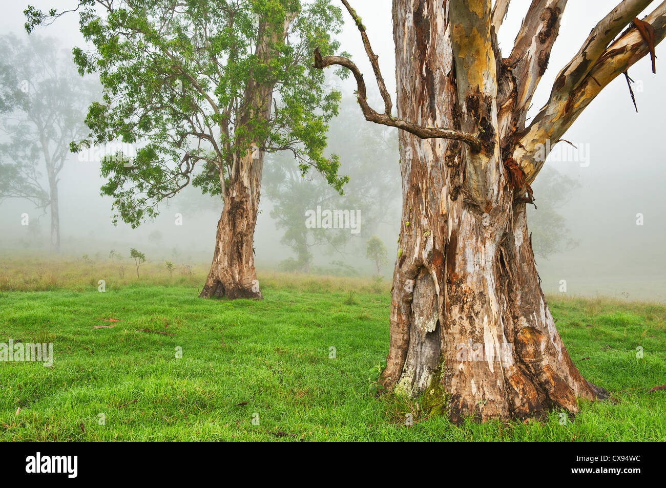 Alberi di eucalipto nella nebbia di mattina. Foto Stock