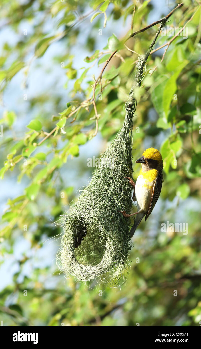 Baya Weaver maschio - Ploceus philippinus - Andhra Pradesh in India del Sud Foto Stock