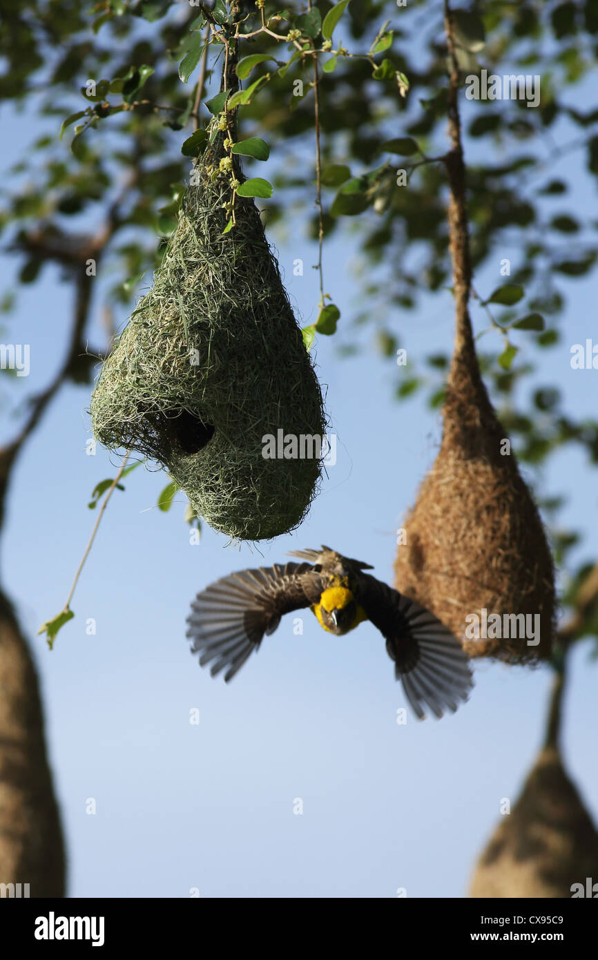 Baya Weaver nest - focus sul nido - uccello maschio al di fuori della messa a fuoco - Ploceus philippinus - Andhra Pradesh in India del Sud Foto Stock