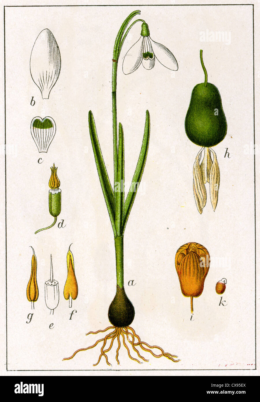 Galanthus nivalis Foto Stock