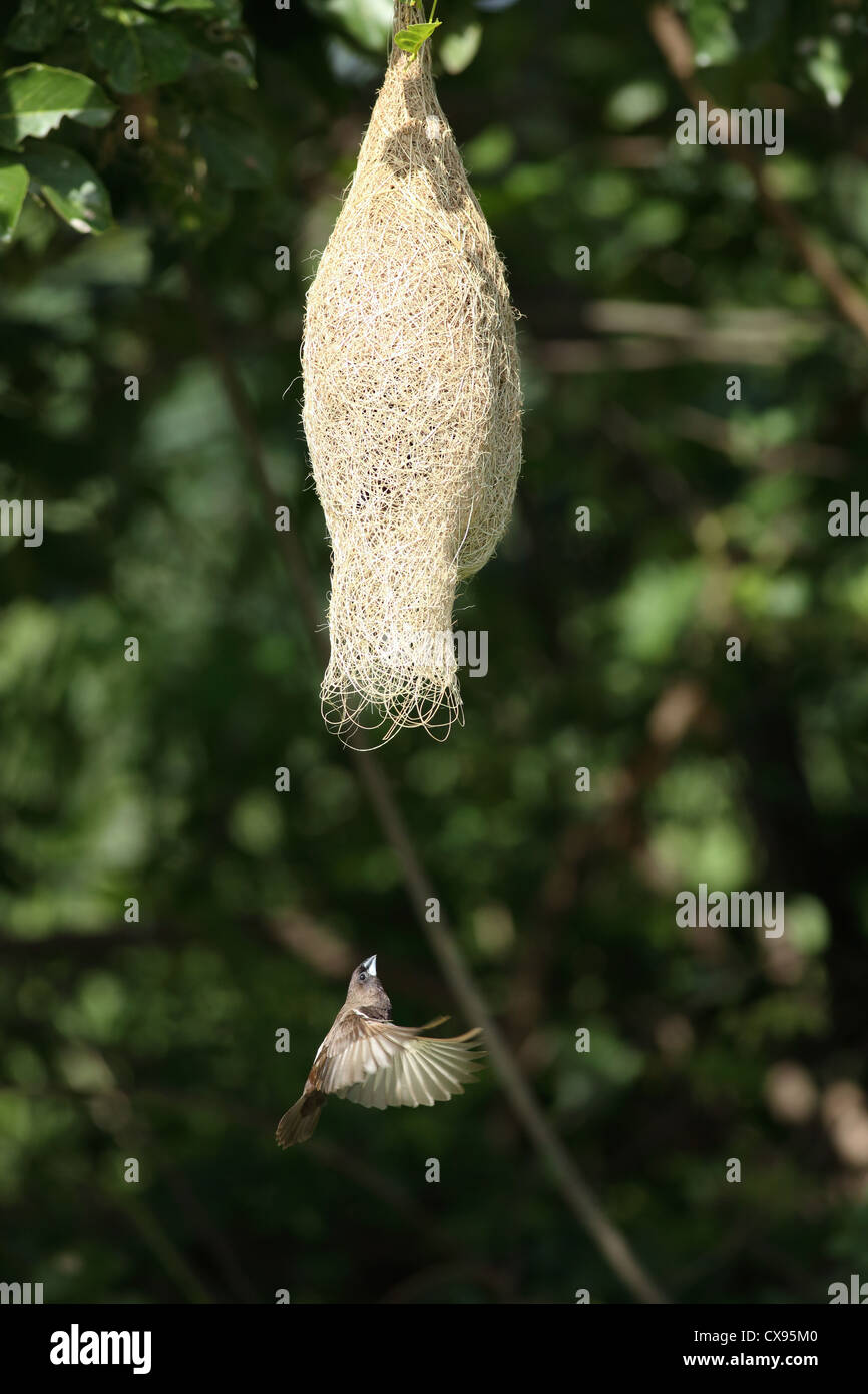 Baya Weaver femmina volanti nel nido - Ploceus philippinus - Andhra Pradesh in India del Sud Foto Stock