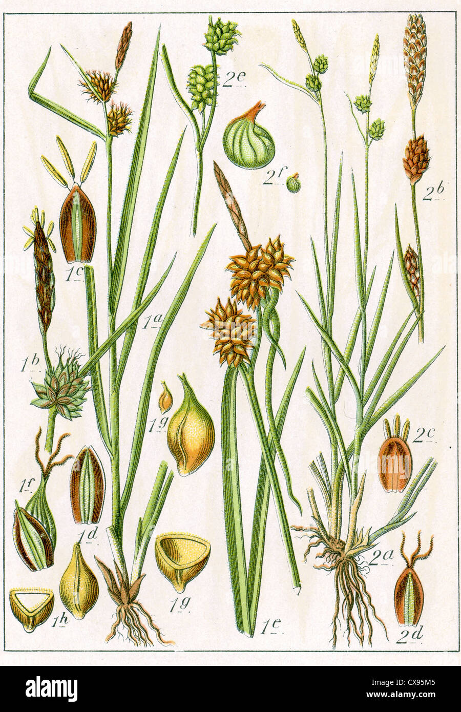 Carex flava - Carex lepidocarpa dubia Foto Stock
