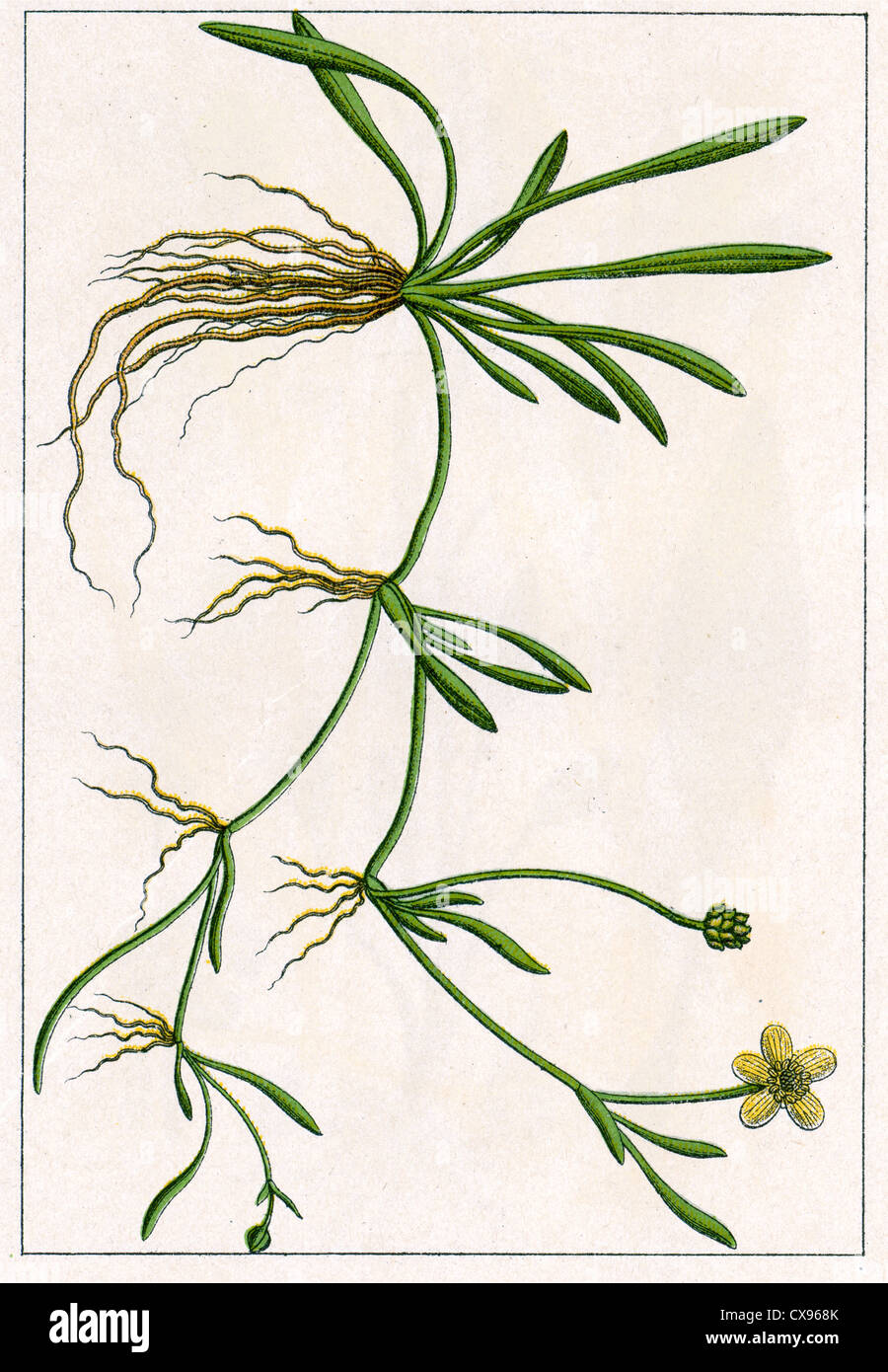 Ranunculus flammula (reptans) Foto Stock