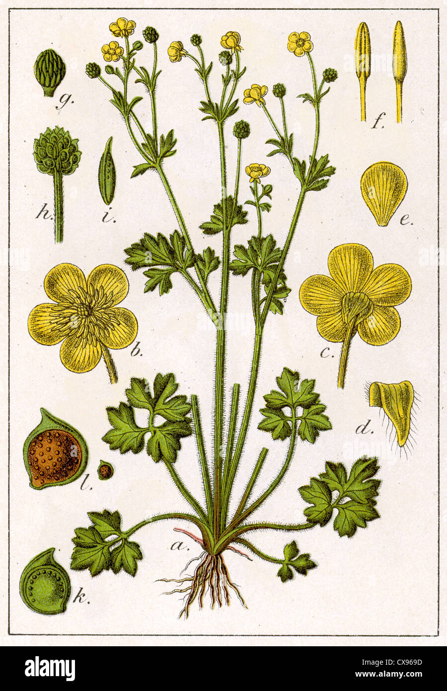 Ranunculus hybridus philonotis Foto Stock