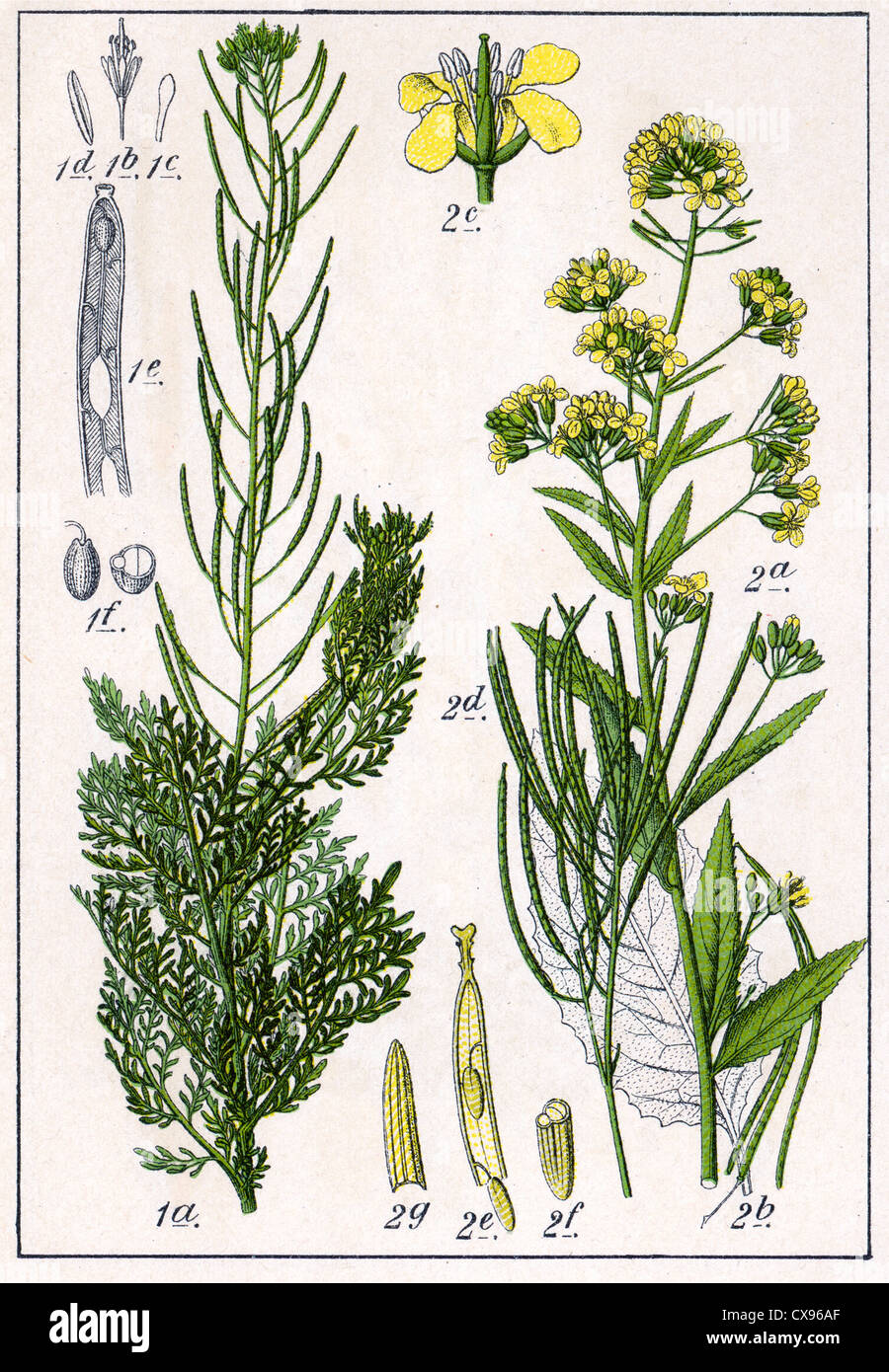 Crucifera sophia - Crucifera strictissima Foto Stock