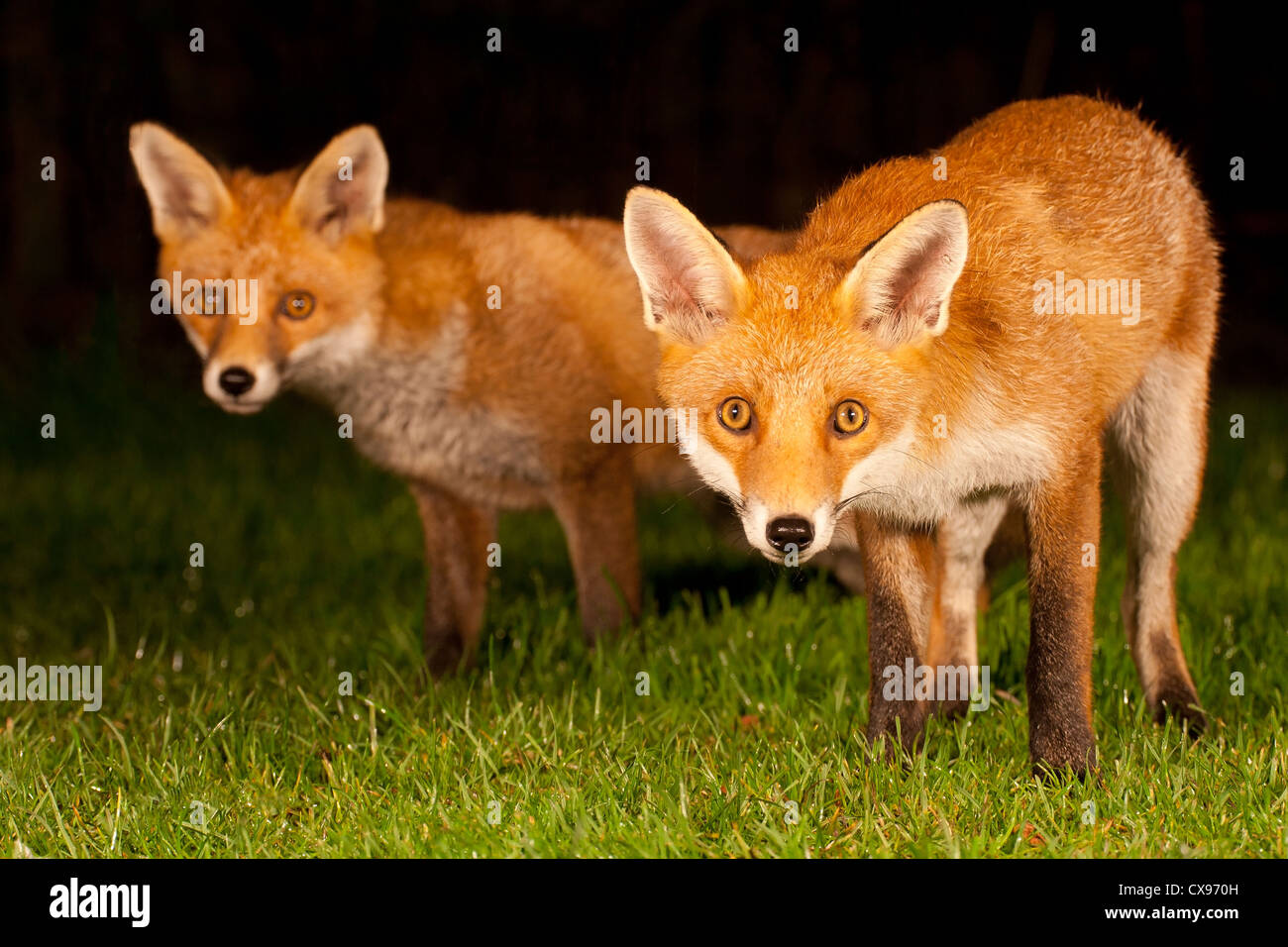 Urbano cuccioli di volpe (vulpes vulpes) Foto Stock