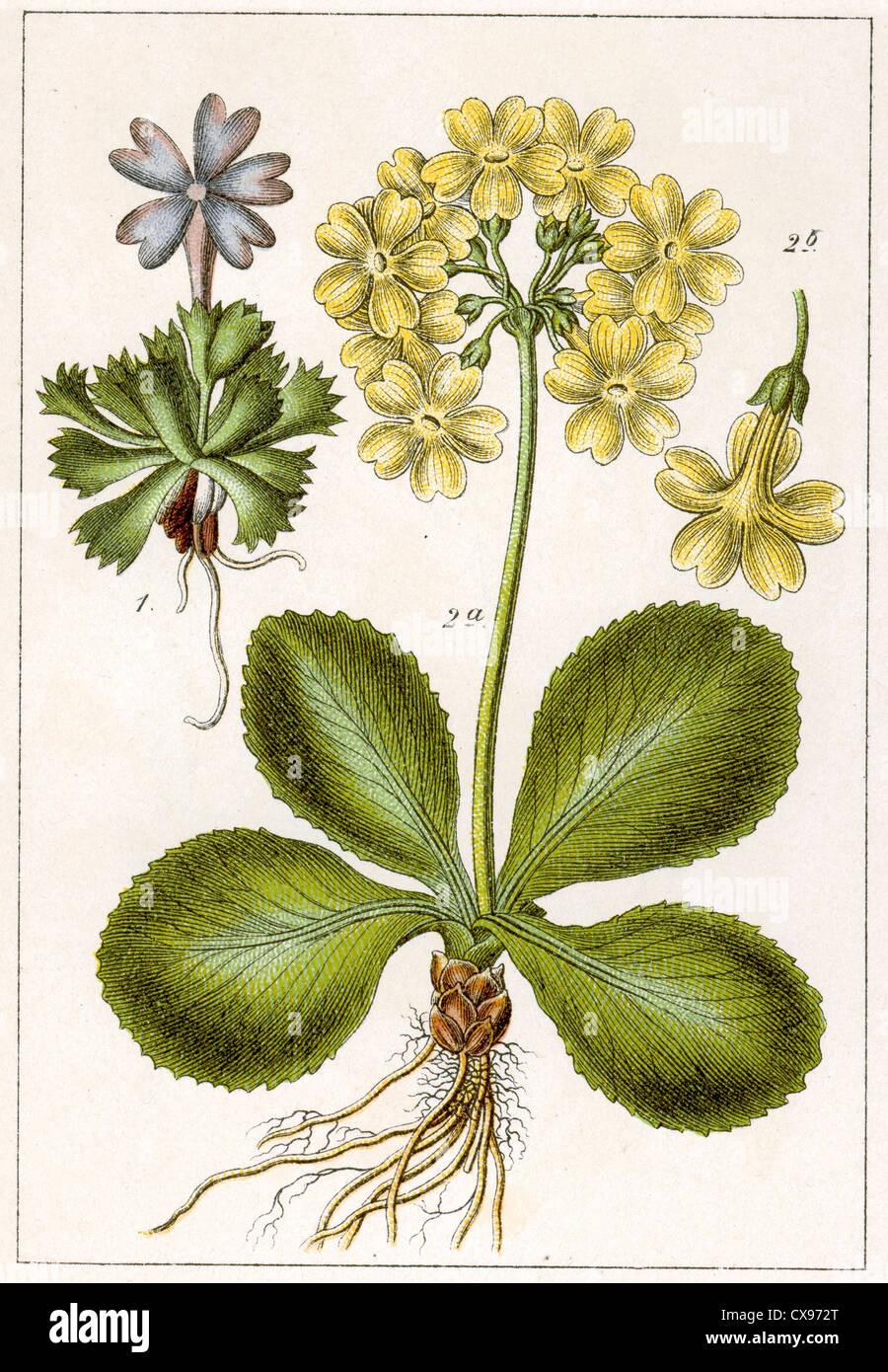 Minimi di Primula - Primula padiglione auricolare Foto Stock