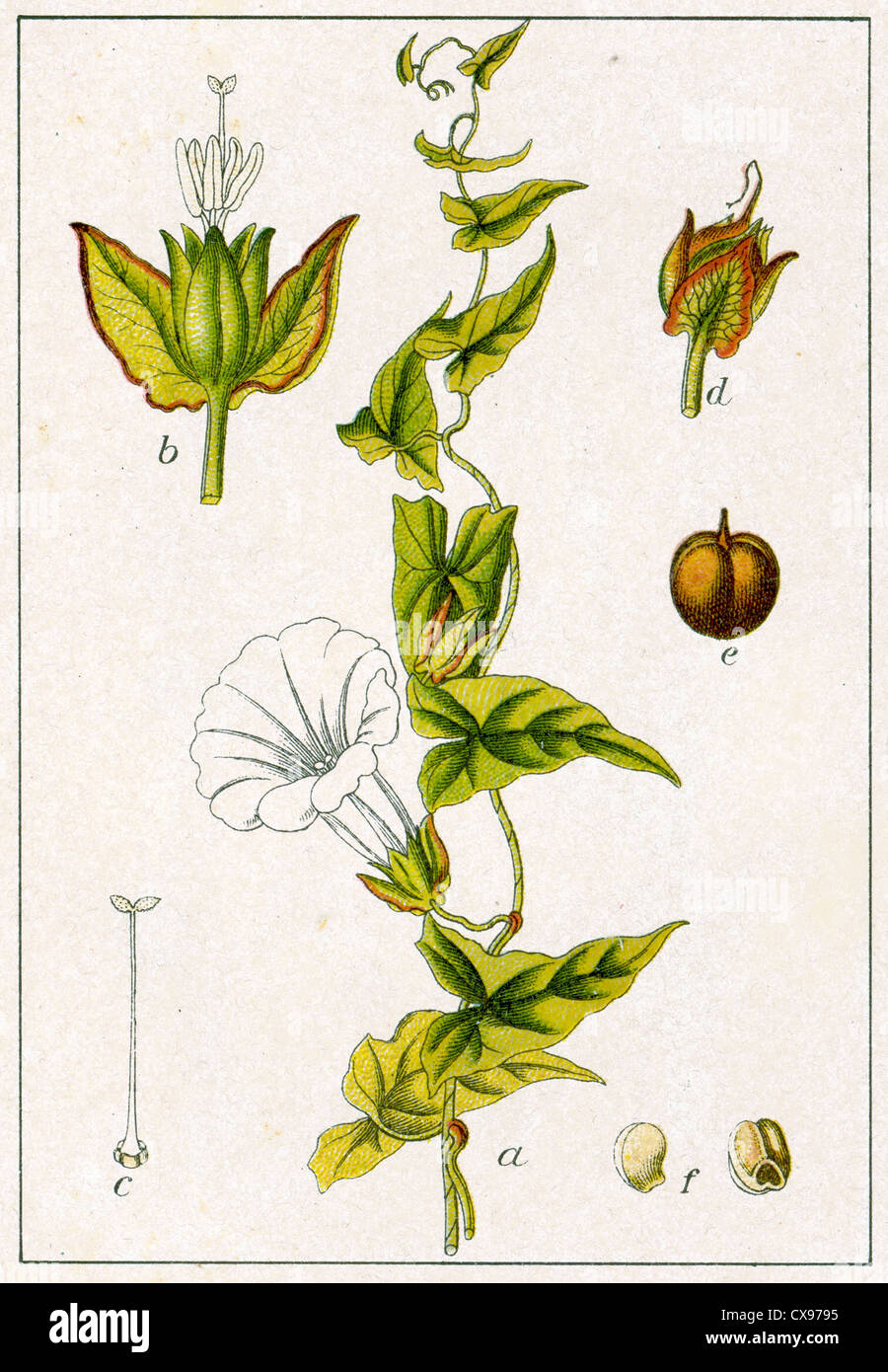 Convolvulus sepium Foto Stock