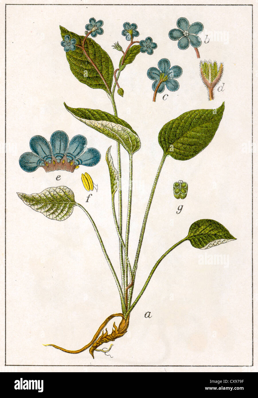 Cynoglossum omphalodes Foto Stock