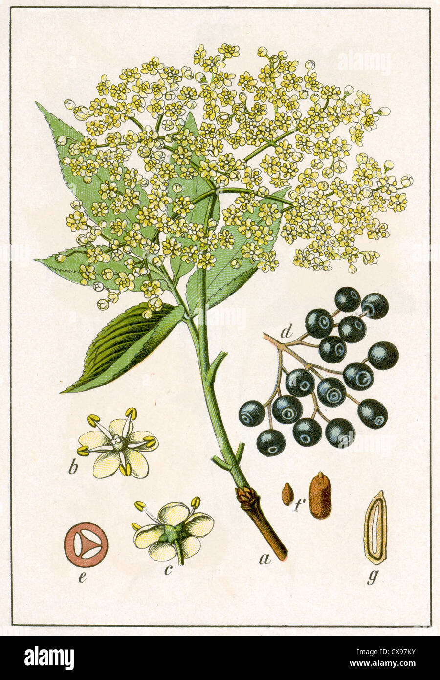 Sambucus nigra Foto Stock