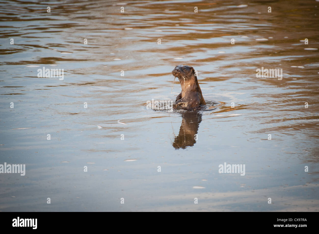 Otter sul fiume Stour, Blandford, Dorset Foto Stock