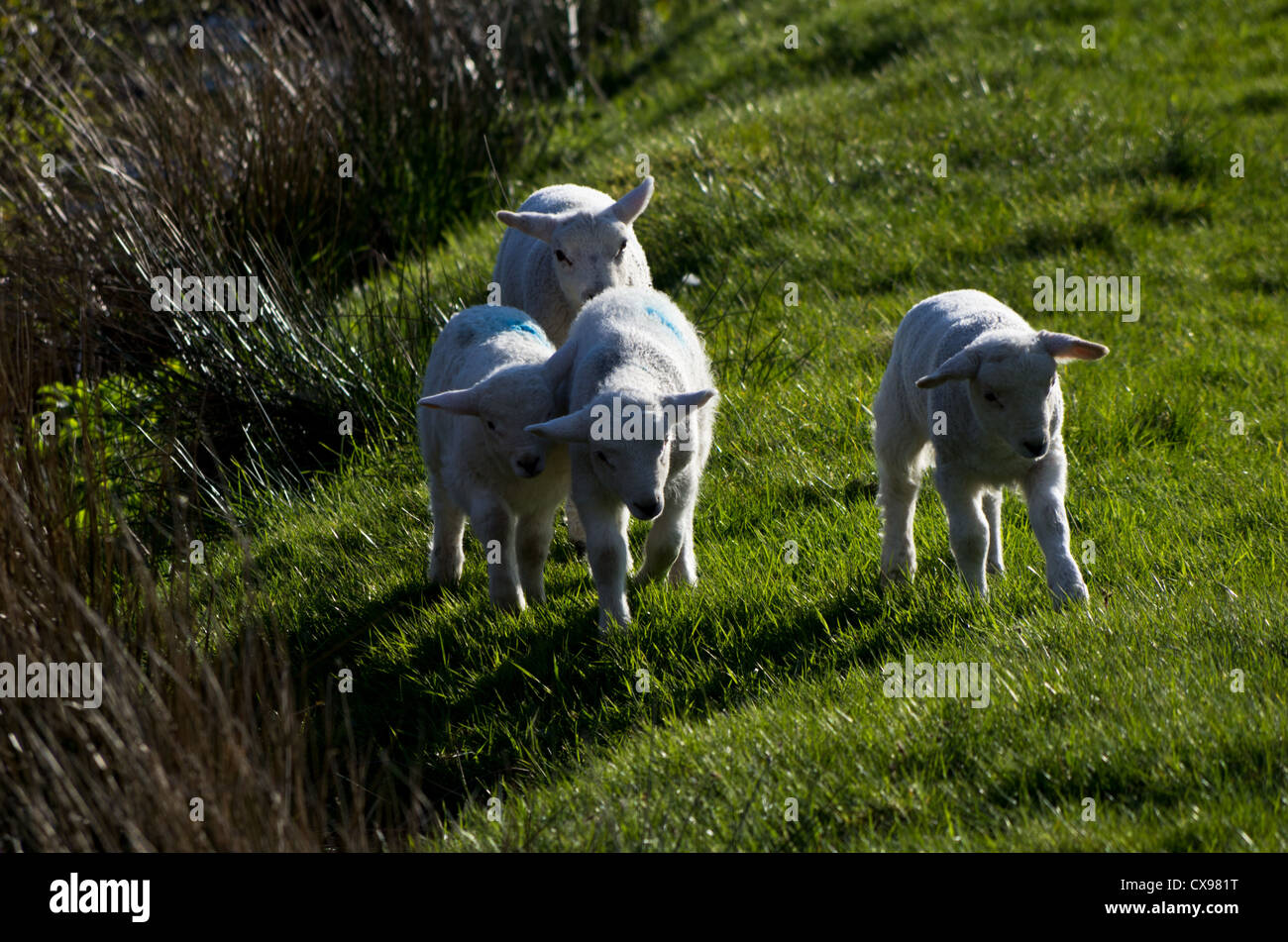 Composizione orizzontale. Quattro gli agnelli nel campo venendo verso la telecamera. agnello farm Lake District Foto Stock