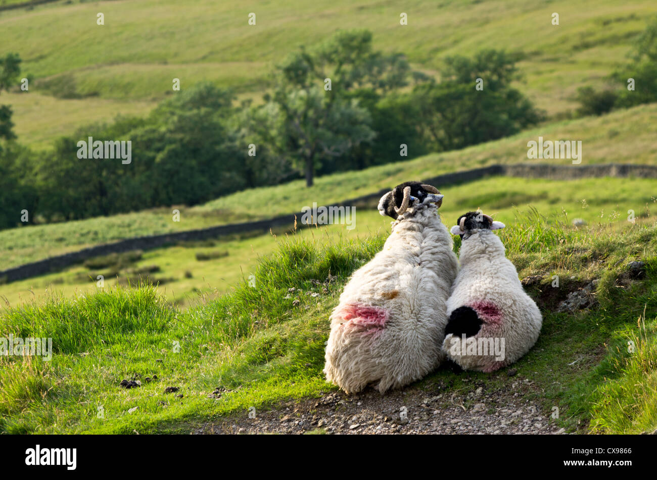 Composizione orizzontale. Pecore e agnelli sdraiati accanto a ogni altro su di una collina che guarda verso la valle. Foto Stock