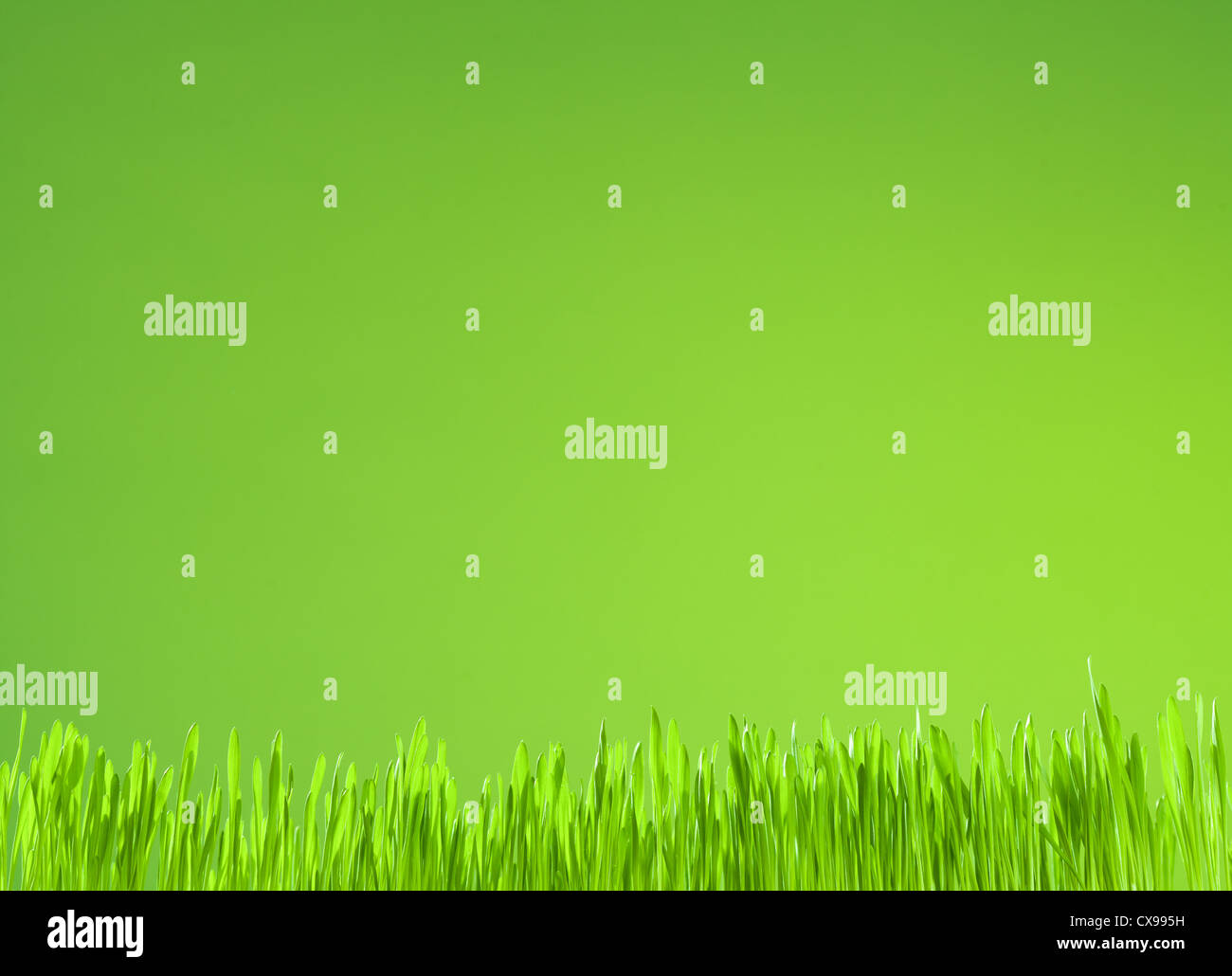 Pulire erba fresca la crescita su sfondo verde Foto Stock