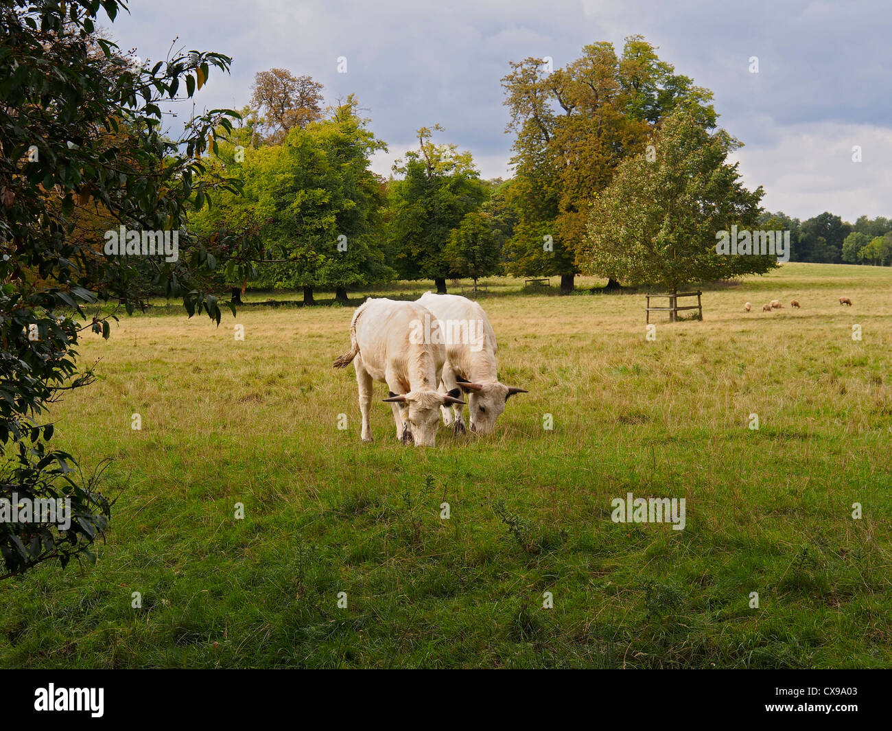 Due bianchi razza rara mucche al pascolo su prato al Wimpole Estate in Royston, Cambridgeshire Foto Stock
