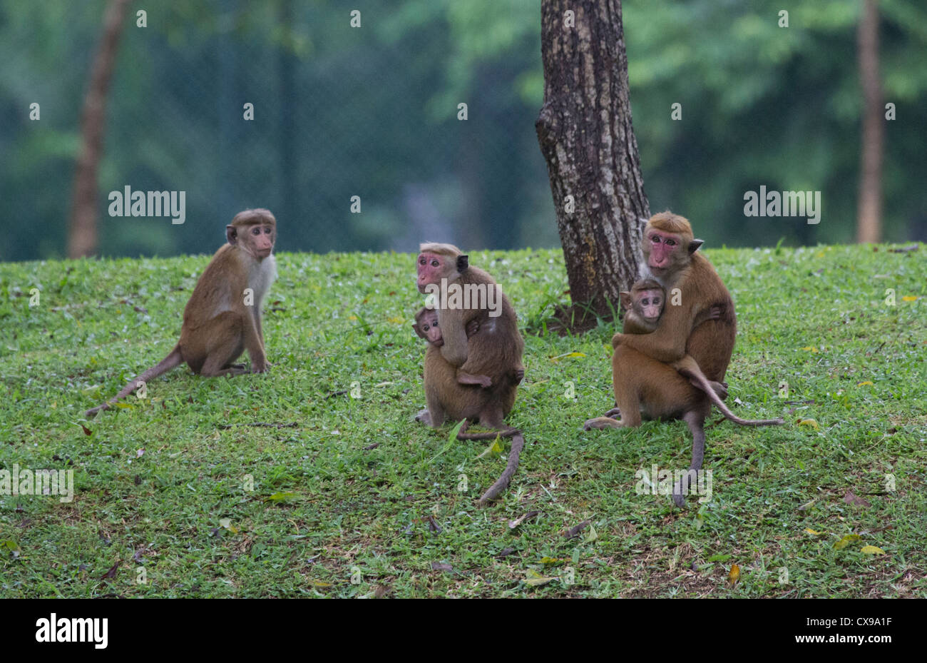 Macachi (macaca sinica) con i giovani nel Parco dell'hotel, nello Sri Lanka Foto Stock