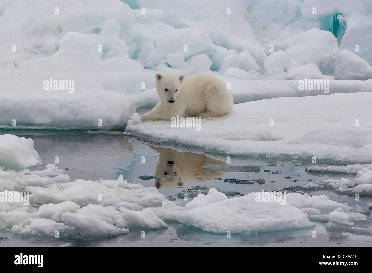 Polar Bear Cub (Ursus maritimus) riflettendo in acqua, arcipelago delle Svalbard, il Mare di Barents, Norvegia Foto Stock