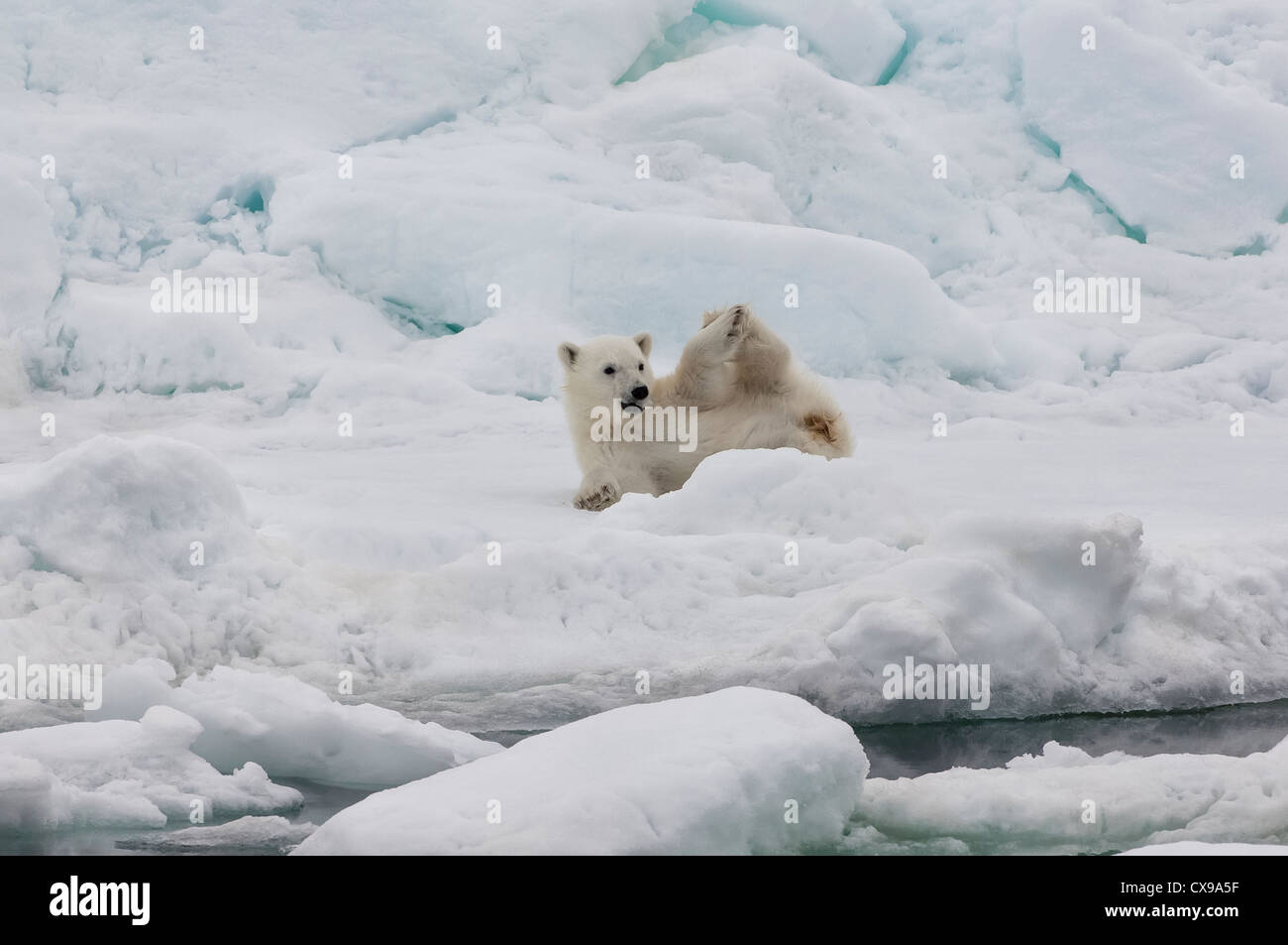 Polar Bear Cub (Ursus maritimus) stretching, arcipelago delle Svalbard, il Mare di Barents, Norvegia Foto Stock