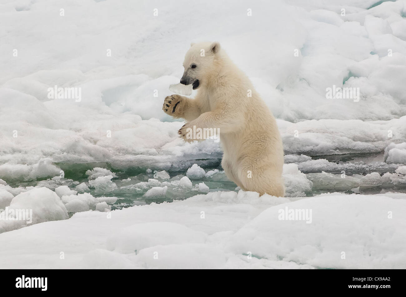 Polar Bear Cub (Ursus maritimus) con un pezzo di ghiaccio nella sua bocca, arcipelago delle Svalbard, il Mare di Barents, Norvegia Foto Stock