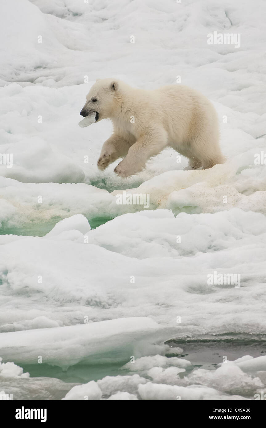 Polar Bear Cub (Ursus maritimus) con un pezzo di ghiaccio nella sua bocca, arcipelago delle Svalbard, il Mare di Barents, Norvegia Foto Stock