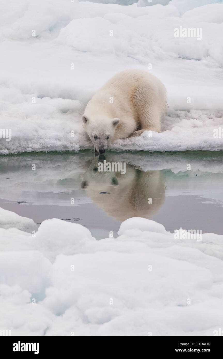 Polar Bear Cub (Ursus maritimus) guardando la sua immagine in acqua, arcipelago delle Svalbard, il Mare di Barents, Norvegia Foto Stock