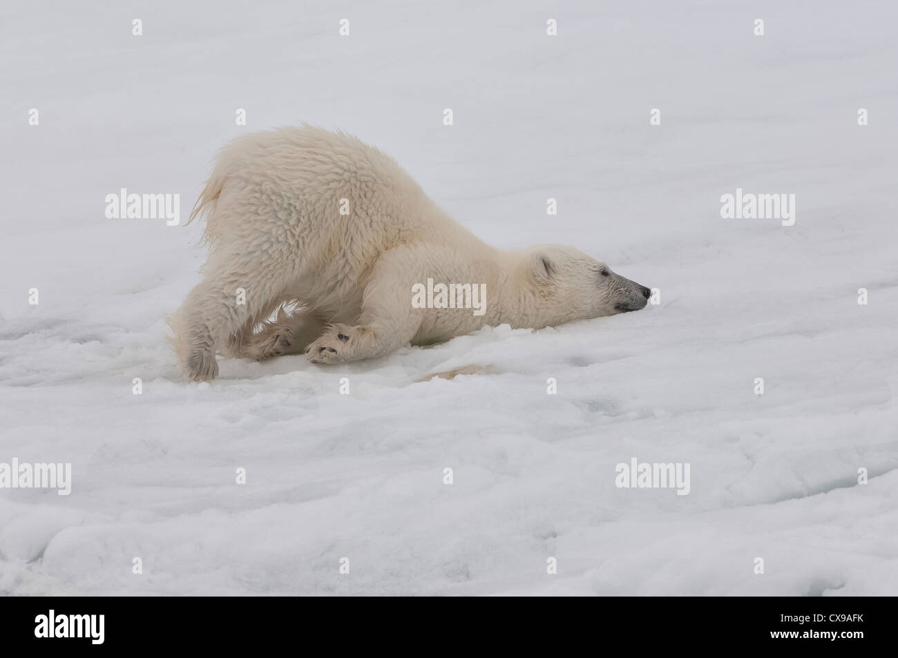 Polar Bear Cub (Ursus maritimus) stretching, arcipelago delle Svalbard, il Mare di Barents, Norvegia Foto Stock