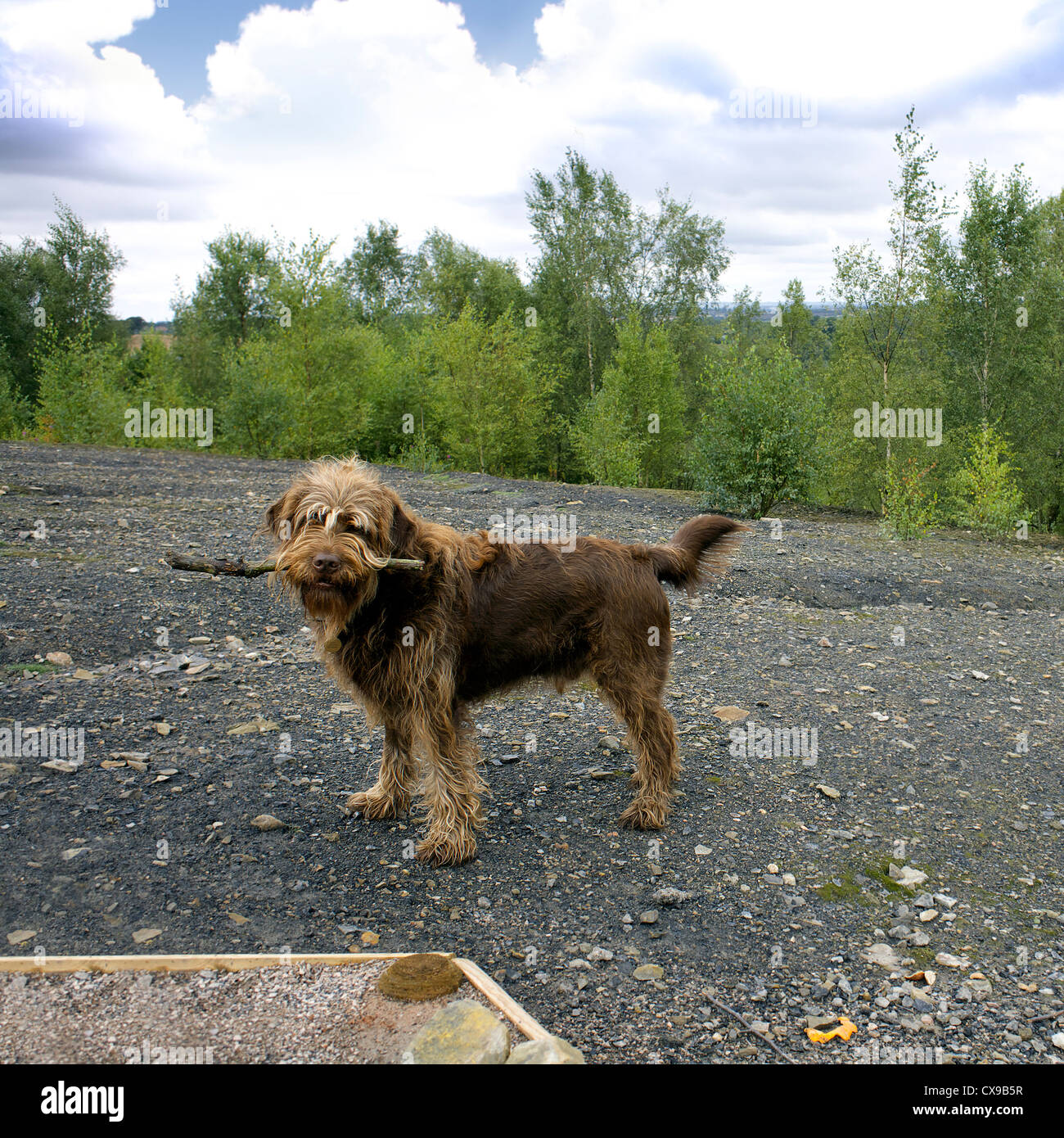 Labradoodle cane, all'aperto, alberi, Hill, Hillside, insolito, rare, cane di razza, pet, animali cani, con, stick, in bocca, cura, Foto Stock