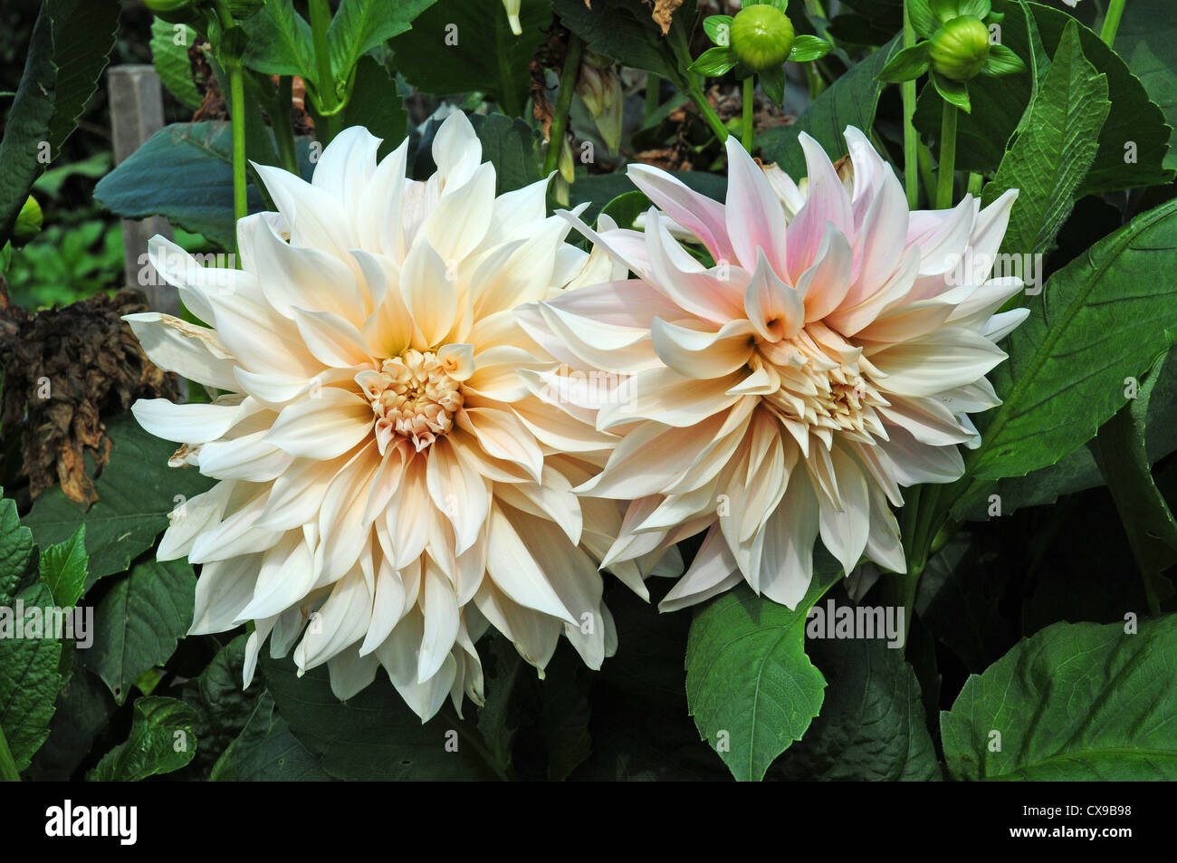 Dahlia Cafe au lait Foto Stock