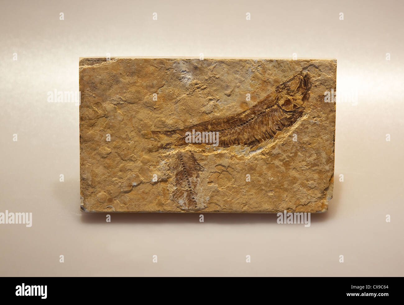 Fossile di Dastilbe  pesci fossili del Cretaceo inferiore, circa 110 milioni di anni fa. Marocchino fossili di pietra Foto Stock