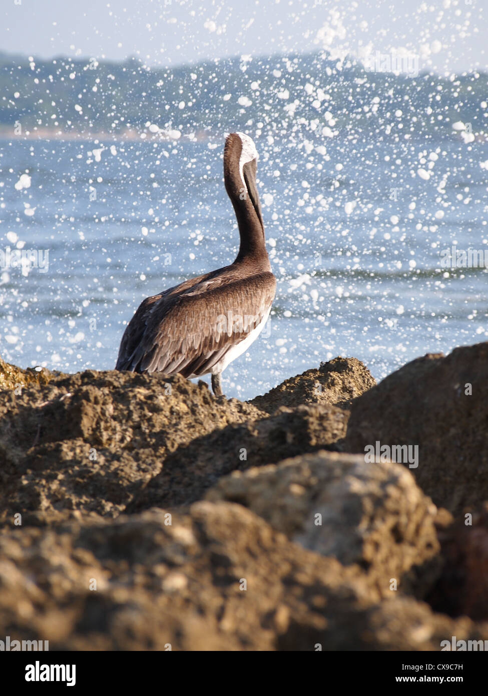 Gli uccelli sulla costa di Cartagena, Colombia Foto Stock