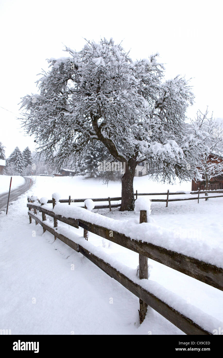 Il legno vecchio recinto con neve, Schruns, Austria Foto Stock