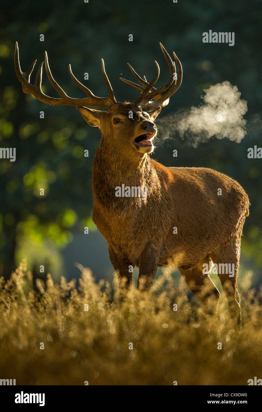 Red Deer stag ruggente loudy durante l'autunno solchi stagione dove i maschi competono per le attenzioni di femmine per diritti di accoppiamento Foto Stock